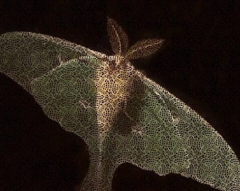 Luna Moth