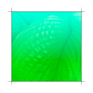 Square 64, Hosta