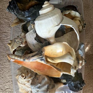 May include: A collection of various sea shells packed inside a clear plastic container. The assortment includes large, spiraled conch shells in shades of white, tan, and dark charcoal, featuring textured surfaces, pointed spires, and smooth interiors.