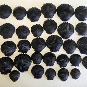 May include: A collection of thirty-one individual black scallop shells arranged in a grid-like pattern. Each shell features a distinct fan shape with prominent, radiating ridges extending from the base to the scalloped, curved outer edge.