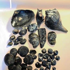 May include: A collection of various dark gray and black seashells of different shapes and sizes, including large conch-like shells, elongated oyster-like shells, and numerous small, ridged fan-shaped bivalve shells arranged in a group.