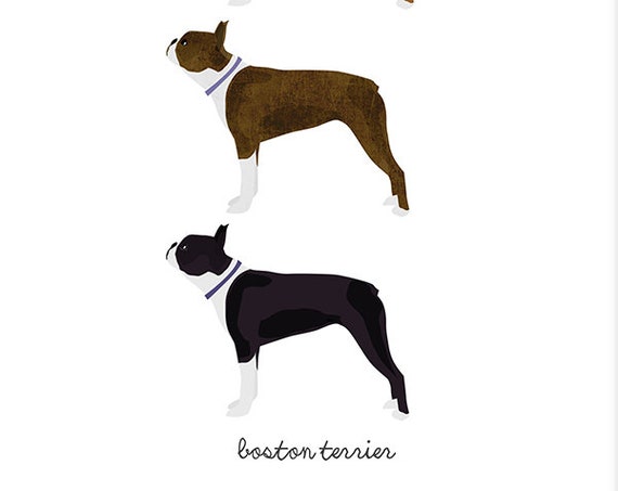 Boston Terrier Colors Chart
