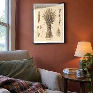 Puede incluir: Una lámina botánica enmarcada con una detallada ilustración en blanco y negro de Triticum aestivum, o trigo común. La obra muestra una gavilla de trigo central, granos individuales y partes de la planta con el texto Triticum aestivum Common Wheat.