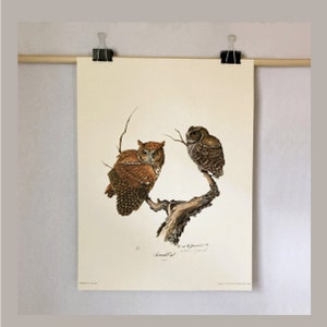 May include: A vintage print of two Screech Owls perched on a branch. The print is signed by the artist, "R.W.  Bussell", and titled "Screech Owl".