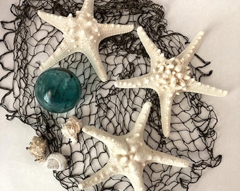 Colección de tres (3) estrellas de mar espinosas y nudosas de tamaño grande, de 7,5 a 8,5 pulgadas