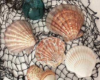 Collection of Large Natural Scallop Shells 6" to 4" Set of Four (4)