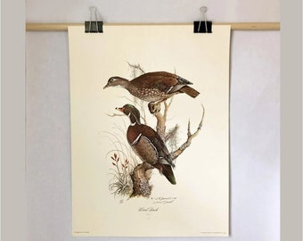 Vintage 1976 Limited Edition Lithographs of Wood Ducks by Vintage 1976 Limited Edition Lithographs of Wood Ducks by