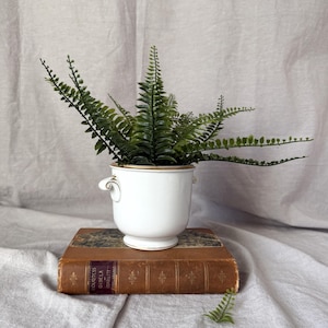 May include: A white ceramic planter with gold trim and handles, filled with green fern plants, sits atop a vintage book with a maroon spine. A small fern leaf rests nearby. The scene is set against a neutral backdrop.