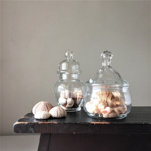 May include: Two clear glass jars with lids filled with seashells. The jars are on a dark wooden surface. The shells are a mix of white, pink, and brown.