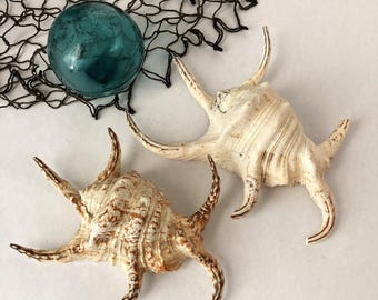 Large Natural Conch Spider Seashells Two Available