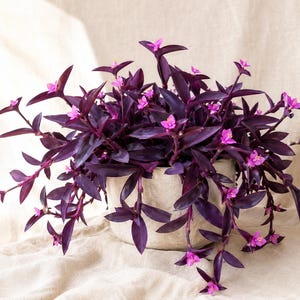 May include: A Tradescantia pallida plant with deep purple, lance-shaped leaves and small, bright pink three-petaled flowers. The plant is potted in a round, textured, off-white ceramic container with a matte finish, displaying a trailing growth habit.