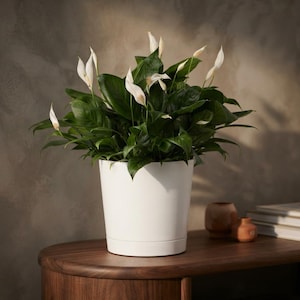 May include: A lush peace lily plant with deep green leaves and multiple white spathe flowers, potted in a smooth, cylindrical white planter. The plant features upright stems and pointed foliage, creating a dense, rounded shape.