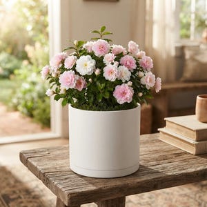 May include: A potted plant featuring a dense cluster of small, ruffled light pink and white flowers with dark green leaves, housed in a smooth, cylindrical white ceramic pot with a subtle base rim, creating a clean and simple botanical display.
