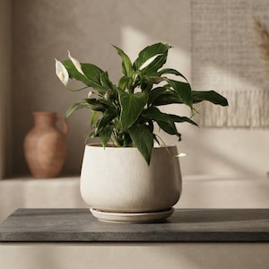 May include: A peace lily plant with dark green leaves and white spathes potted in a rounded, off-white ceramic planter with a matching saucer. The planter has a subtle, light-colored speckled texture and a smooth, curved silhouette.