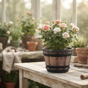 May include: A potted rose plant with light pink and white blossoms in a brown, barrel-shaped plastic planter with black horizontal bands. The plant features dark green leaves and is centered on a weathered wooden table in a greenhouse setting.