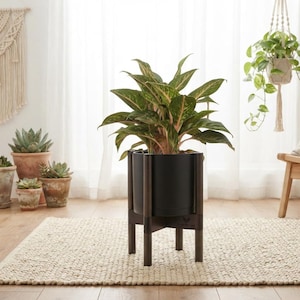 May include: A dark green and pink variegated Aglaonema plant potted in a matte black cylindrical container. The container is supported by a dark brown wooden stand featuring four vertical legs and a cross-shaped base for stability.