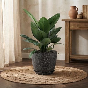 May include: A lush green peace lily plant with broad, pointed leaves potted in a dark gray, speckled, round planter with a matching saucer. The plant features vibrant, deep green foliage that grows upward from the center of the container.