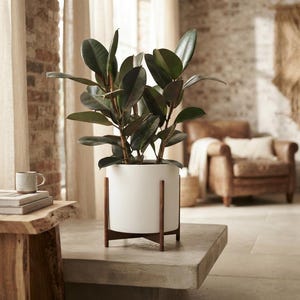 May include: A rubber plant with dark green, oval-shaped leaves potted in a cylindrical white ceramic planter. The planter is supported by a dark brown wooden stand featuring four legs that cross at the base, providing a stable elevated structure.