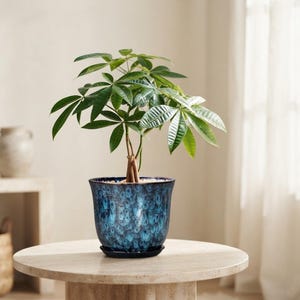 May include: A money tree plant with green, palm-like leaves and a braided trunk, potted in a round, deep blue ceramic planter with a glossy, mottled glaze finish and a matching circular drainage saucer at the base of the container.