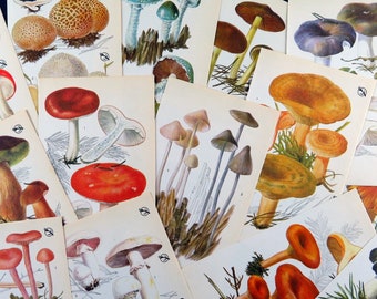 Mushroom Pictures 5 pages of vintage botanical prints ideas for paper craft, collage, journaling, scrapbooking, decoupage, upcycle art