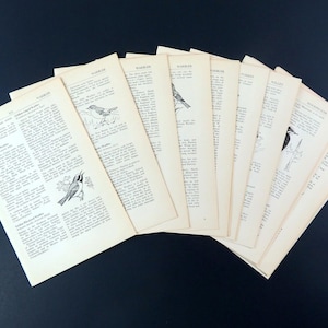 May include: A collection of vintage book pages fanned out on a dark surface. Each page features text and black and white illustrations of birds, with the word "WARBLER" at the top of each page.