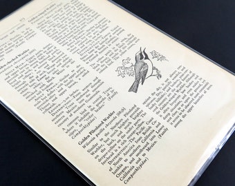 20 Pages from a Bird Encyclopedia,  Birds, Vintage Paper Pack, Old Paper, Vintage Ephemera, old bird book pages for papercraft