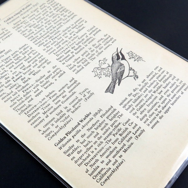 20 Pages from a Bird Encyclopedia,  Birds, Vintage Paper Pack, Old Paper, Vintage Ephemera, old bird book pages for papercraft