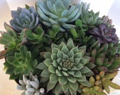 Succulent Plant. - Completely Assembled Dish Garden Arrangement. Perfect Centerpiece in Antique Red, Black or White Planter.