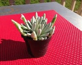 Medium Succulent Plant - Silver Coral