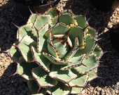 Mature Agave Lucky Crown Century Plant. Unique coloring makes this Agave a must have plant for any garden