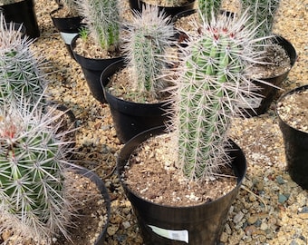 Cactus Plant Mature False Saguaro Cardon or Pachycereus Pringlei Cactus. The largest species of cactus that exists.