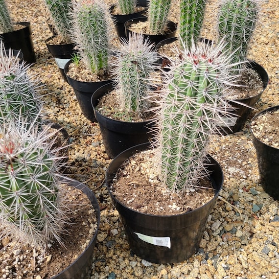 14 Types of Pachycereus Cacti [With Pictures] 