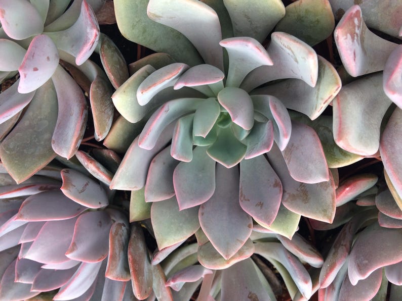 Medium Succulent Plant Graptoveria Debbie
