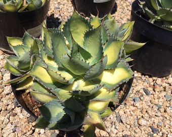 Mature Agave Rum Runner. Unique coloring makes this a must have plant for any garden