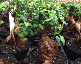 Succulent Plant Mature Ficus Ginseng. A uniquely shaped, tree like plant.