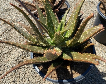 Succulent Plant Mature Aloe 'Freckles'. A beautiful, speckled Aloe Hybrid.