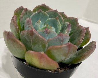 Succulent Plant -  Small Echeveria Blue Topaz. This plant shows off a very blue toned color.