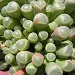 Small Succulent Plant Baby Toes image 2