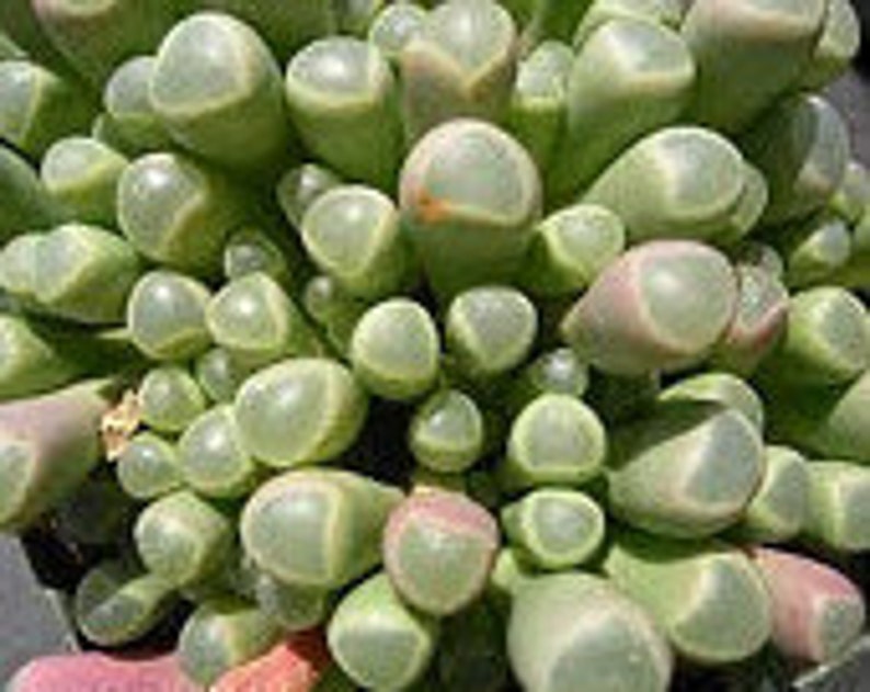 Small Succulent Plant Baby Toes image 2