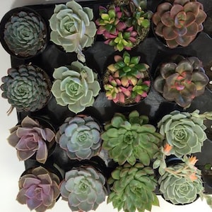 Succulent Plants 16 Party Pack in pots. For Terrariums, Wedding, Favors, Centerpieces, Boutonnieres and More image 1