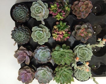 Succulent Plants - 16 Party Pack in pots.  For Terrariums, Wedding, Favors, Centerpieces, Boutonnieres and More