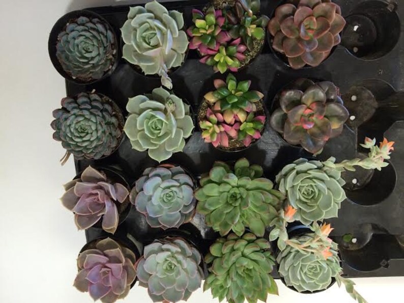 Succulent Plants 16 Party Pack in pots. For Terrariums, Wedding, Favors, Centerpieces, Boutonnieres and More image 1