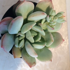 Small Succulent Plant Graptoveria 'Moonglow' image 4