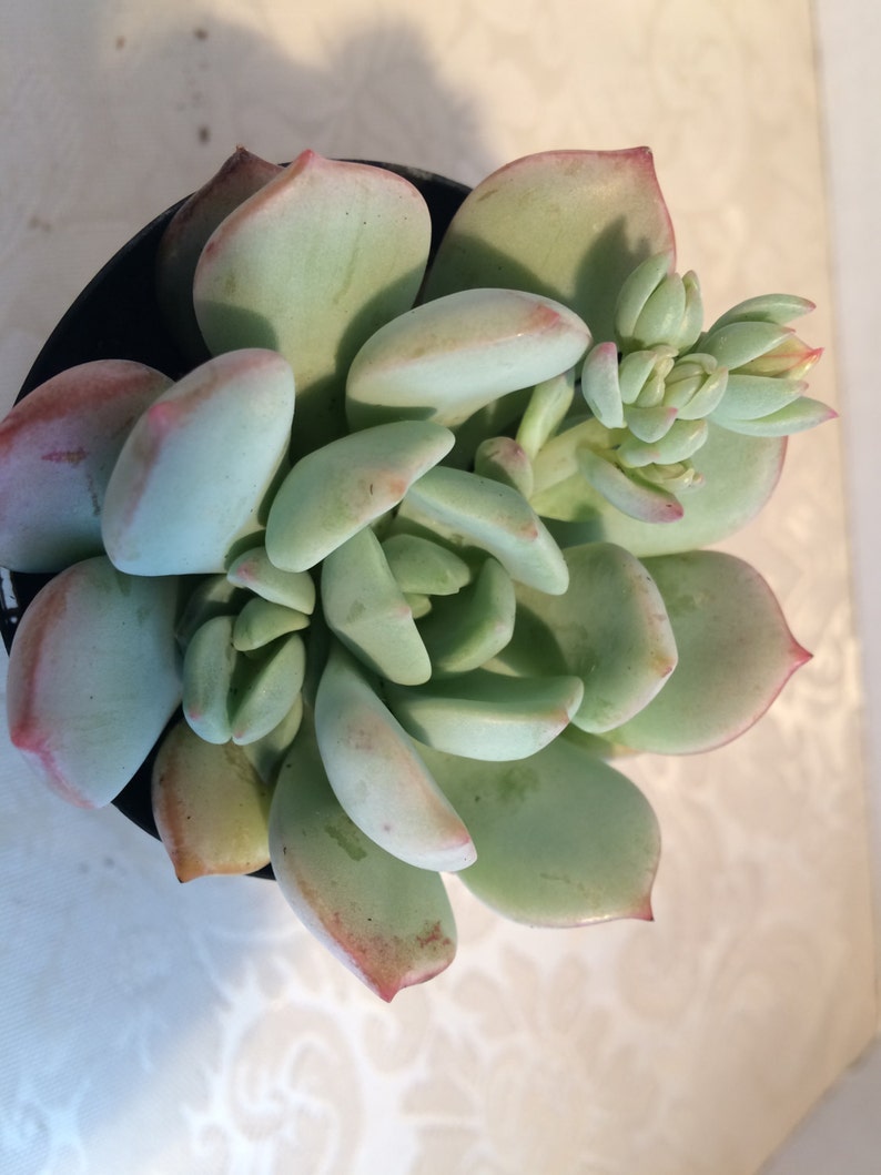 Small Succulent Plant Graptoveria 'Moonglow' image 4