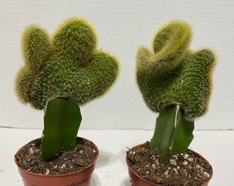 MediumCactus Plant Grafted Cristata Wave. An incredibly unique cactus. Very, very rare and limited cactus.