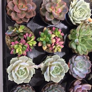 Succulent Plants 30 Party Pack in pots. For Terrariums, Wedding, Favors, Centerpieces, Boutonnieres and More image 2