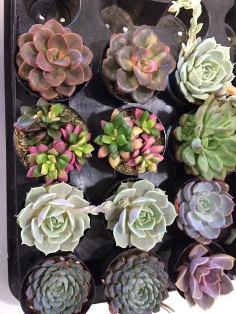 Succulent Plants 30 Party Pack in pots. For Terrariums, Wedding, Favors, Centerpieces, Boutonnieres and More image 2