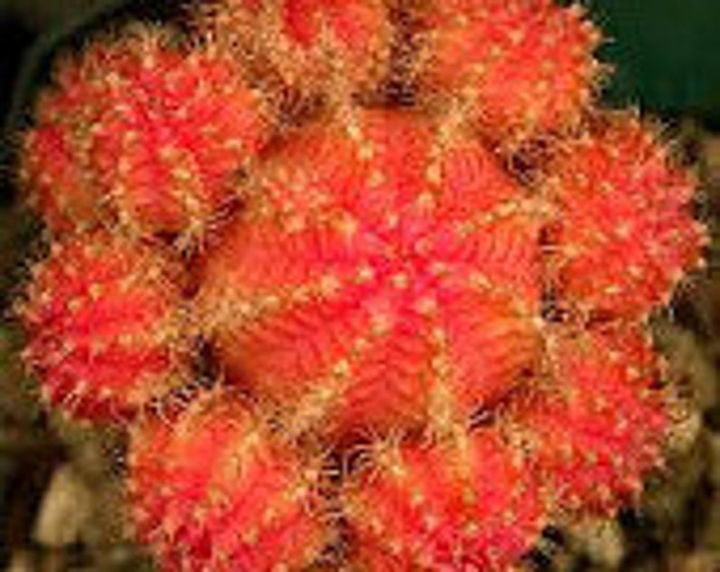 Cactus Plant Small Grafted 'Moon Cactus' Bright Orange. Adds color to your terrarium or garden. image 2