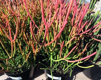 Mature Succulent Plant.Firesticks. Brilliant, fiery red coloring is a beautiful addition to your drought tolerant garden.