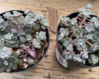 Small Succulent Plant - Sedum Capo Blanco. A low growing plant of tiny flowers.